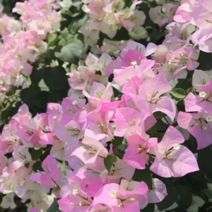 White Pink Bougainvillea Live Plant – 4 Inch Pot Starter for Outdoor Garden - Image 8
