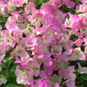 White Pink Bougainvillea Live Plant – 4 Inch Pot Starter for Outdoor Garden - Image 9