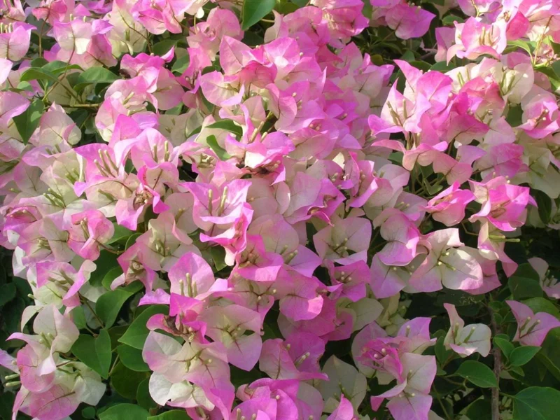 White Pink Bougainvillea Live Plant – 4 Inch Pot Starter for Outdoor Garden - Image 9