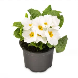 White Primrose Live Plant - Primula Vulgaris Starter Plant in 4 Inch Pot for Home Garden - Image 4