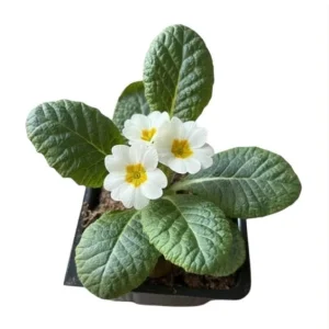 White Primrose Live Plant - Primula Vulgaris Starter Plant in 4 Inch Pot for Home Garden - Image 9