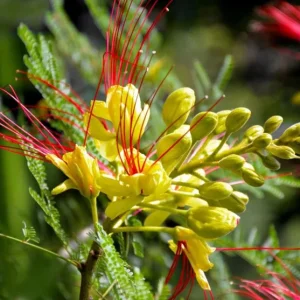 Yellow Bird of Paradise Live Plant - 4-8 Inch Starter, 4 Inch Pot, Indoor/Outdoor - Image 3