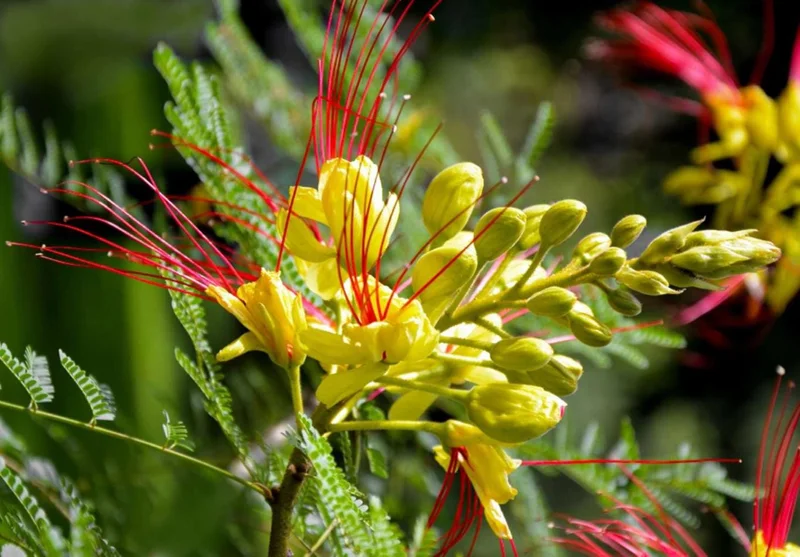 Yellow Bird of Paradise Live Plant - 4-8 Inch Starter, 4 Inch Pot, Indoor/Outdoor - Image 3