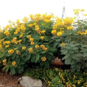 Yellow Bird of Paradise Live Plant - 4-8 Inch Starter, 4 Inch Pot, Indoor/Outdoor - Image 4