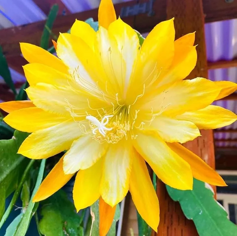 Yellow Epiphyllum Orchid Cactus Live Starter Plant - Set of 2, 4 inch Pot, 6-8 inch Tall - Image 2