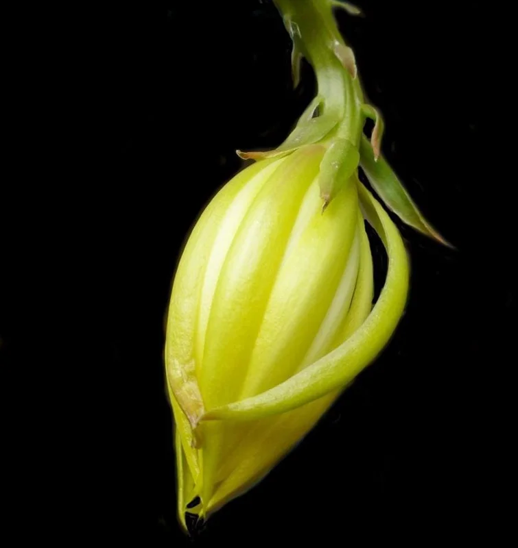 Yellow Epiphyllum Orchid Cactus Live Starter Plant - Set of 2, 4 inch Pot, 6-8 inch Tall - Image 3