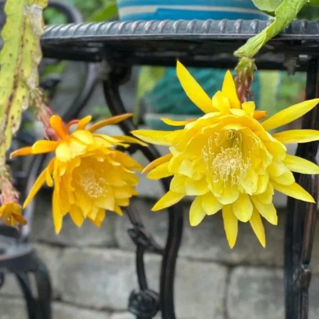 Yellow Epiphyllum Orchid Cactus Live Starter Plant - Set of 2, 4 inch Pot, 6-8 inch Tall - Image 4