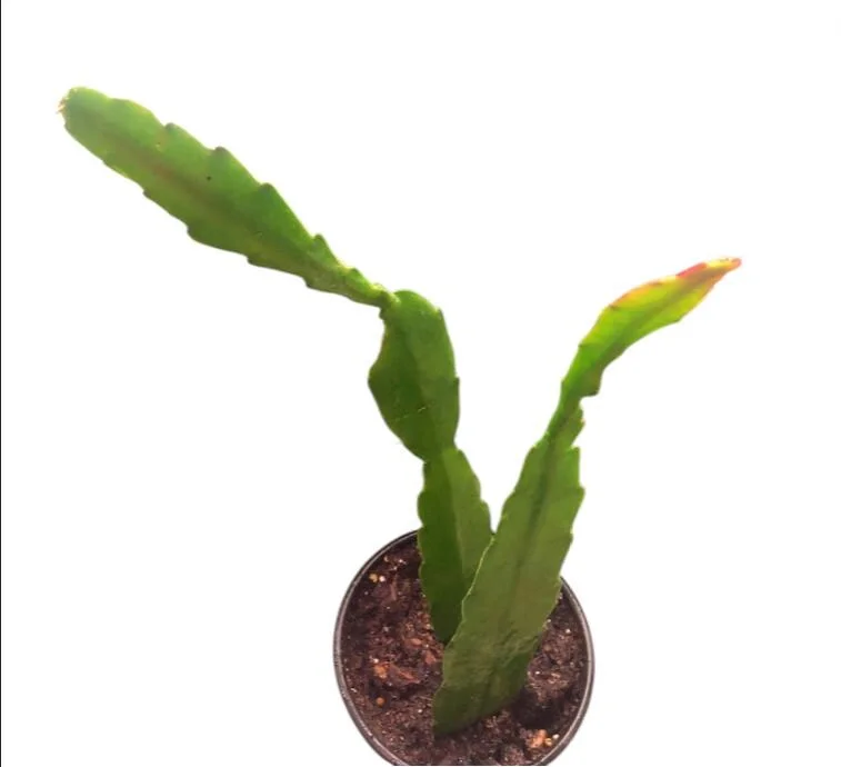 Yellow Epiphyllum Orchid Cactus Live Starter Plant - Set of 2, 4 inch Pot, 6-8 inch Tall - Image 8