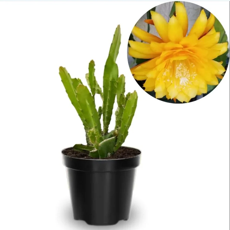Yellow Epiphyllum Orchid Cactus Live Starter Plant - Set of 2, 4 inch Pot, 6-8 inch Tall - Image 1