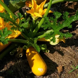 Yellow Squash Live Starter Plants - Set of 2, Zucchini Seedlings 4-6 Inch Tall in Nursery Pot - Image 10