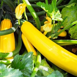 Yellow Squash Live Starter Plants - Set of 2, Zucchini Seedlings 4-6 Inch Tall in Nursery Pot - Image 2
