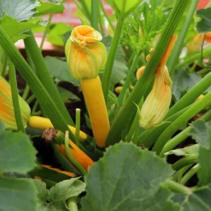 Yellow Squash Live Starter Plants - Set of 2, Zucchini Seedlings 4-6 Inch Tall in Nursery Pot - Image 3