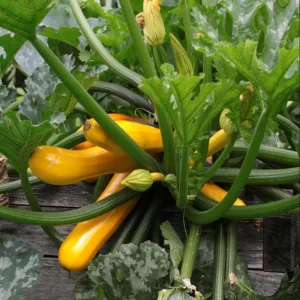 Yellow Squash Live Starter Plants - Set of 2, Zucchini Seedlings 4-6 Inch Tall in Nursery Pot - Image 5