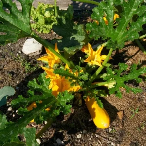 Yellow Squash Live Starter Plants - Set of 2, Zucchini Seedlings 4-6 Inch Tall in Nursery Pot - Image 8