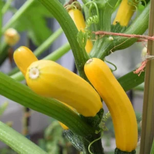 Yellow Squash Live Starter Plants - Set of 2, Zucchini Seedlings 4-6 Inch Tall in Nursery Pot - Image 9