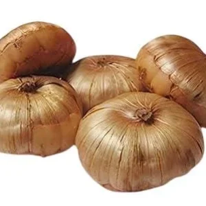 10 Gladiolus Bulbs Rainbow Mix 12/14 cm – Large Flowering Summer Bloom - Image 10