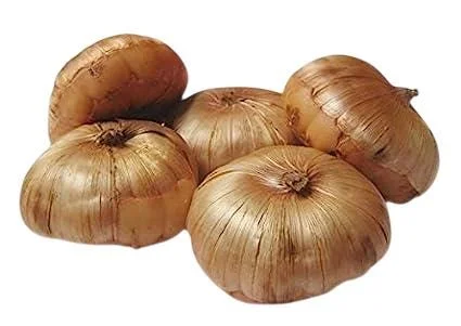 10 Gladiolus Bulbs Rainbow Mix 12/14 cm – Large Flowering Summer Bloom - Image 10