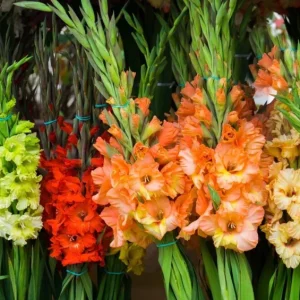 10 Gladiolus Bulbs Rainbow Mix 12/14 cm – Large Flowering Summer Bloom - Image 3