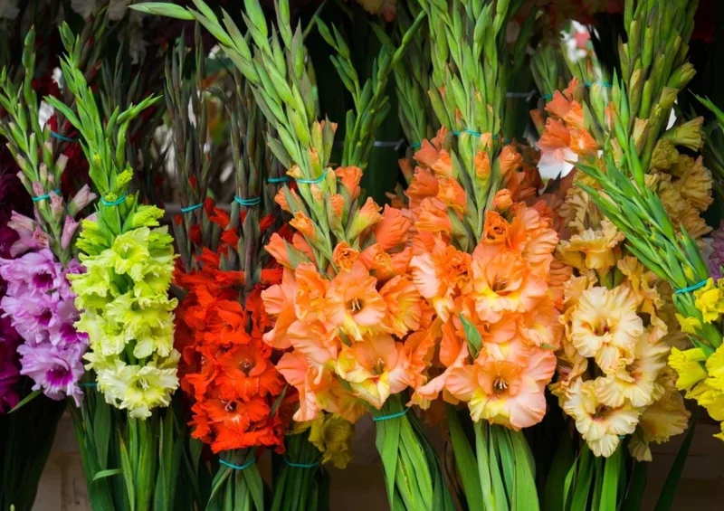 10 Gladiolus Bulbs Rainbow Mix 12/14 cm – Large Flowering Summer Bloom - Image 3