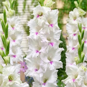 10 Gladiolus Bulbs Rainbow Mix 12/14 cm – Large Flowering Summer Bloom - Image 8