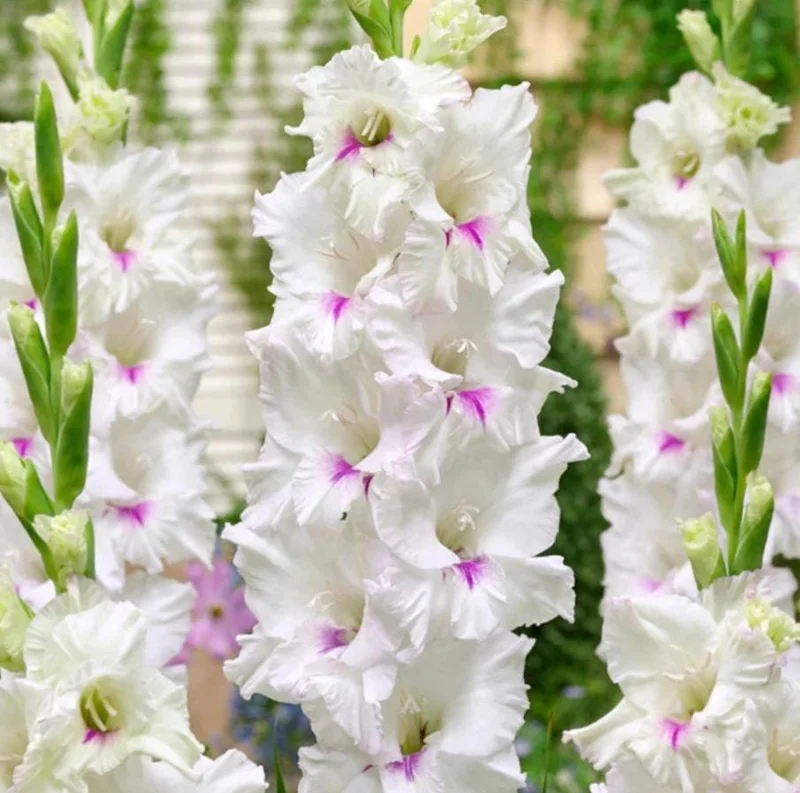 10 Gladiolus Bulbs Rainbow Mix 12/14 cm – Large Flowering Summer Bloom - Image 8