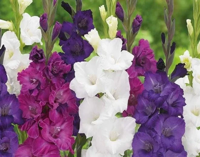 10 Gladiolus Bulbs Rainbow Mix 12/14 cm – Large Flowering Summer Bloom - Image 9