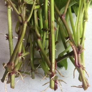 10 Mixed Variety Sweet Potato Plants - Live Yam Plants for Planting - Image 6