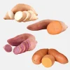 10 Mixed Variety Sweet Potato Plants - Live Yam Plants for Planting - Image 1