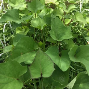 10 Mixed Variety Sweet Potato Plants - Live Yam Plants for Planting - Image 7