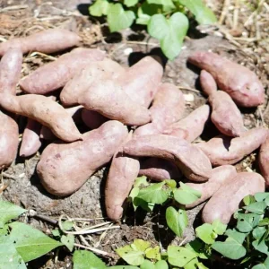 10 Mixed Variety Sweet Potato Plants - Live Yam Plants for Planting - Image 8