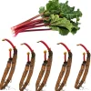 10 Red Victoria Rhubarb Bare Roots - Hardy Perennial Vegetable Plants 4-6 Inch - Image 1