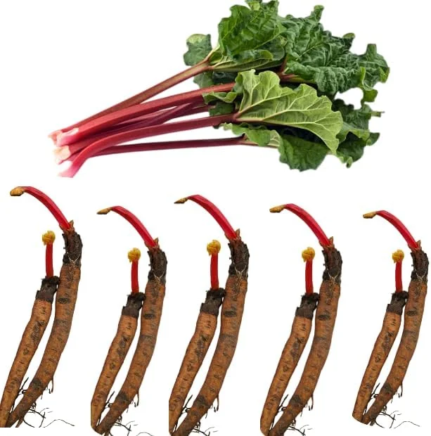 10 Red Victoria Rhubarb Bare Roots - Hardy Perennial Vegetable Plants 4-6 Inch - Image 1