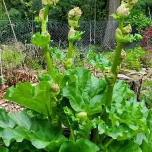 10 Red Victoria Rhubarb Bare Roots - Hardy Perennial Vegetable Plants 4-6 Inch - Image 3