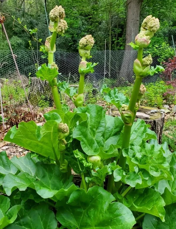 10 Red Victoria Rhubarb Bare Roots - Hardy Perennial Vegetable Plants 4-6 Inch - Image 3