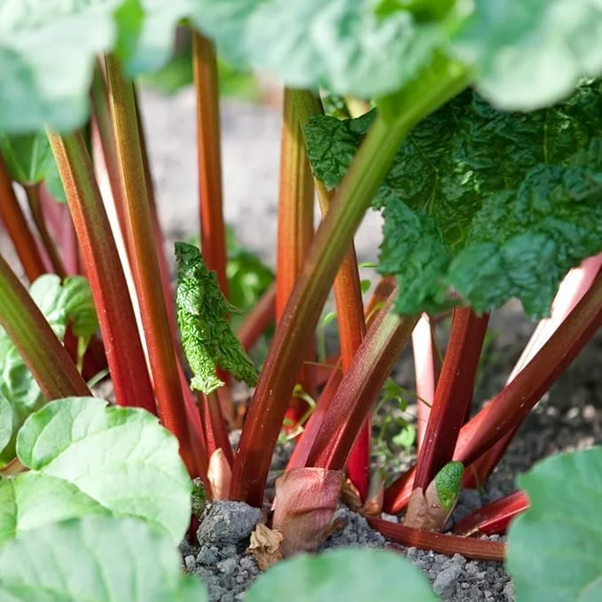 10 Red Victoria Rhubarb Bare Roots - Hardy Perennial Vegetable Plants 4-6 Inch - Image 4