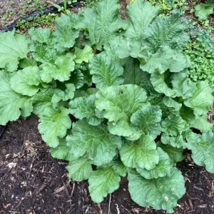 10 Red Victoria Rhubarb Bare Roots - Hardy Perennial Vegetable Plants 4-6 Inch - Image 5