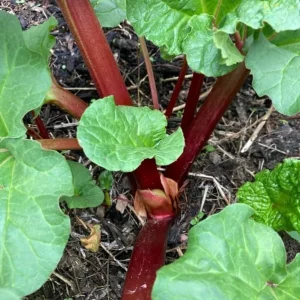 10 Red Victoria Rhubarb Bare Roots - Hardy Perennial Vegetable Plants 4-6 Inch - Image 7