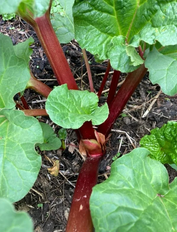 10 Red Victoria Rhubarb Bare Roots - Hardy Perennial Vegetable Plants 4-6 Inch - Image 7