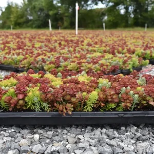 100 Mixed Sedum Seeds – Variety Stonecrop Succulent Groundcover Seeds - Image 2