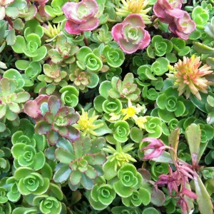 100 Mixed Sedum Seeds – Variety Stonecrop Succulent Groundcover Seeds - Image 3