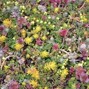 100 Mixed Sedum Seeds – Variety Stonecrop Succulent Groundcover Seeds - Image 5
