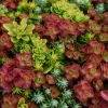 100 Mixed Sedum Seeds – Variety Stonecrop Succulent Groundcover Seeds - Image 1