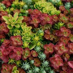 100 Mixed Sedum Seeds – Variety Stonecrop Succulent Groundcover Seeds - Image 1