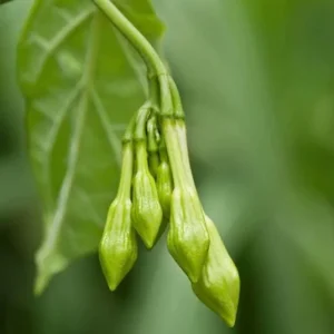 15 White Loroco Seeds - Climbing Edible Flower Vegetable Vine for Planting - Image 10