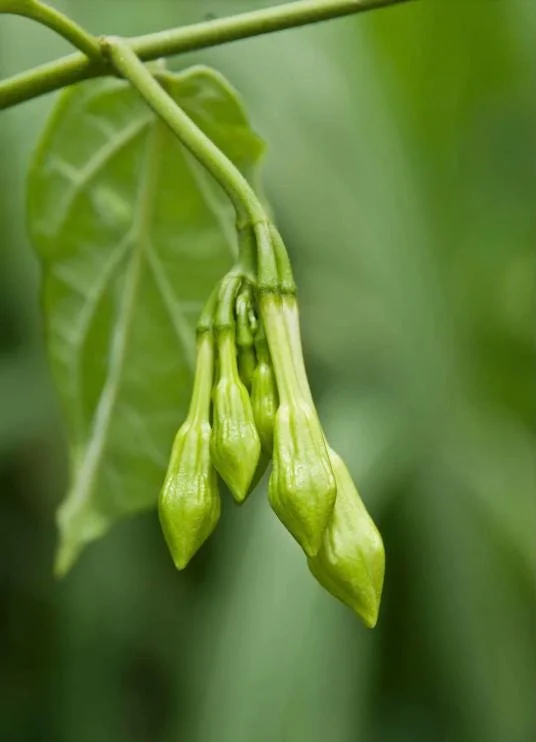 15 White Loroco Seeds - Climbing Edible Flower Vegetable Vine for Planting - Image 10