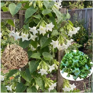 15 White Loroco Seeds - Climbing Edible Flower Vegetable Vine for Planting - Image 3