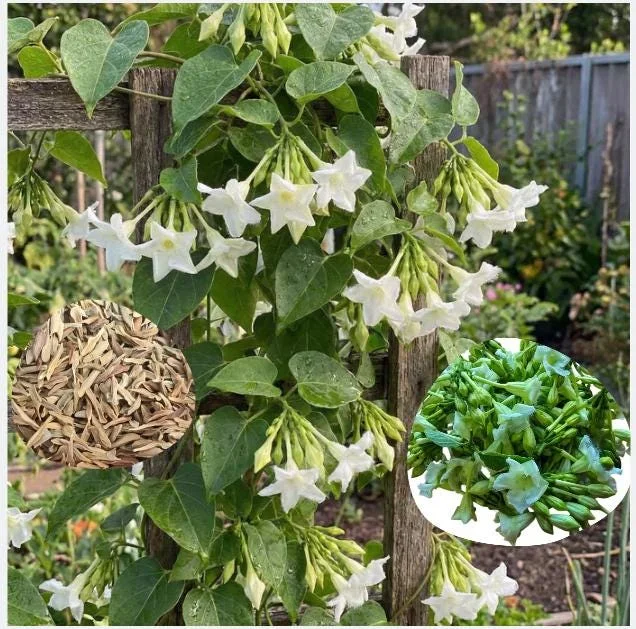 15 White Loroco Seeds - Climbing Edible Flower Vegetable Vine for Planting - Image 3
