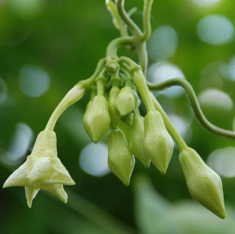 15 White Loroco Seeds - Climbing Edible Flower Vegetable Vine for Planting - Image 4