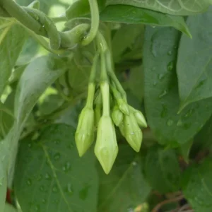 15 White Loroco Seeds - Climbing Edible Flower Vegetable Vine for Planting - Image 5