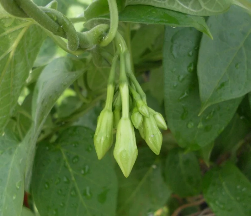 15 White Loroco Seeds - Climbing Edible Flower Vegetable Vine for Planting - Image 5